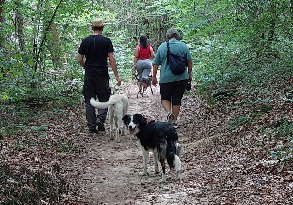 Des humains et des chiens se baladant sur un chemin en forêt.