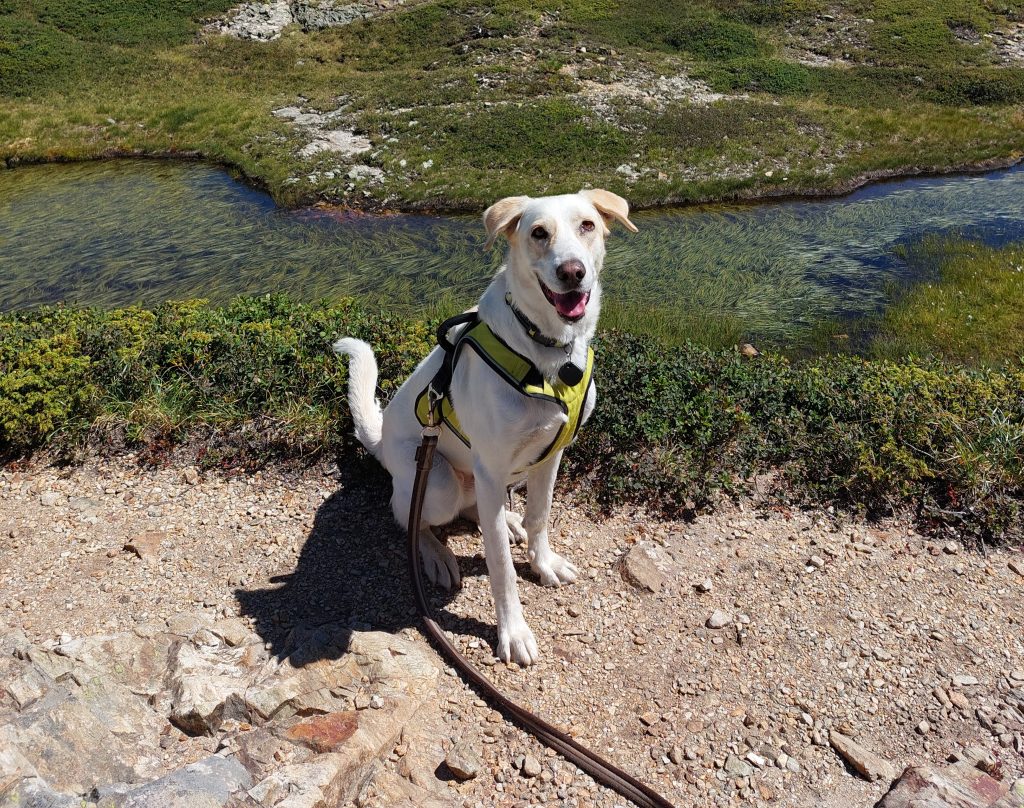 Une chienne assise avec un harnais jaune, regardant l'objectif. En fond, une rivière.