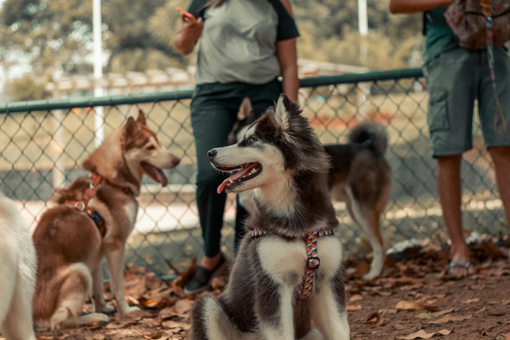 Des chiens husky profitant d'une promenade collective. Passer un bon moment avec son chien tout en consolidant des apprentissages.