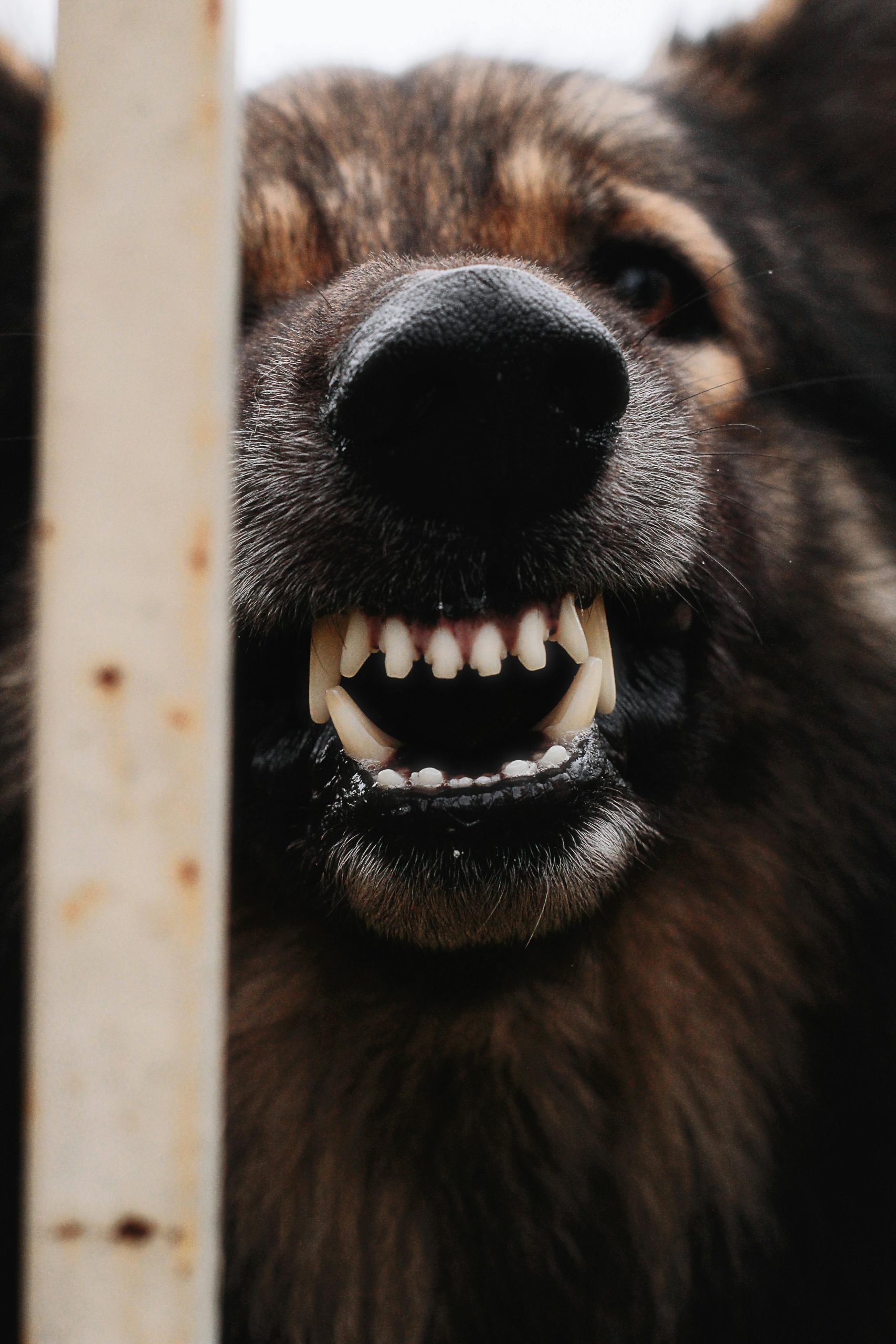 Un chien agressif. Résolution de problèmes de comportement : aboiements, destructions, réactivité...
