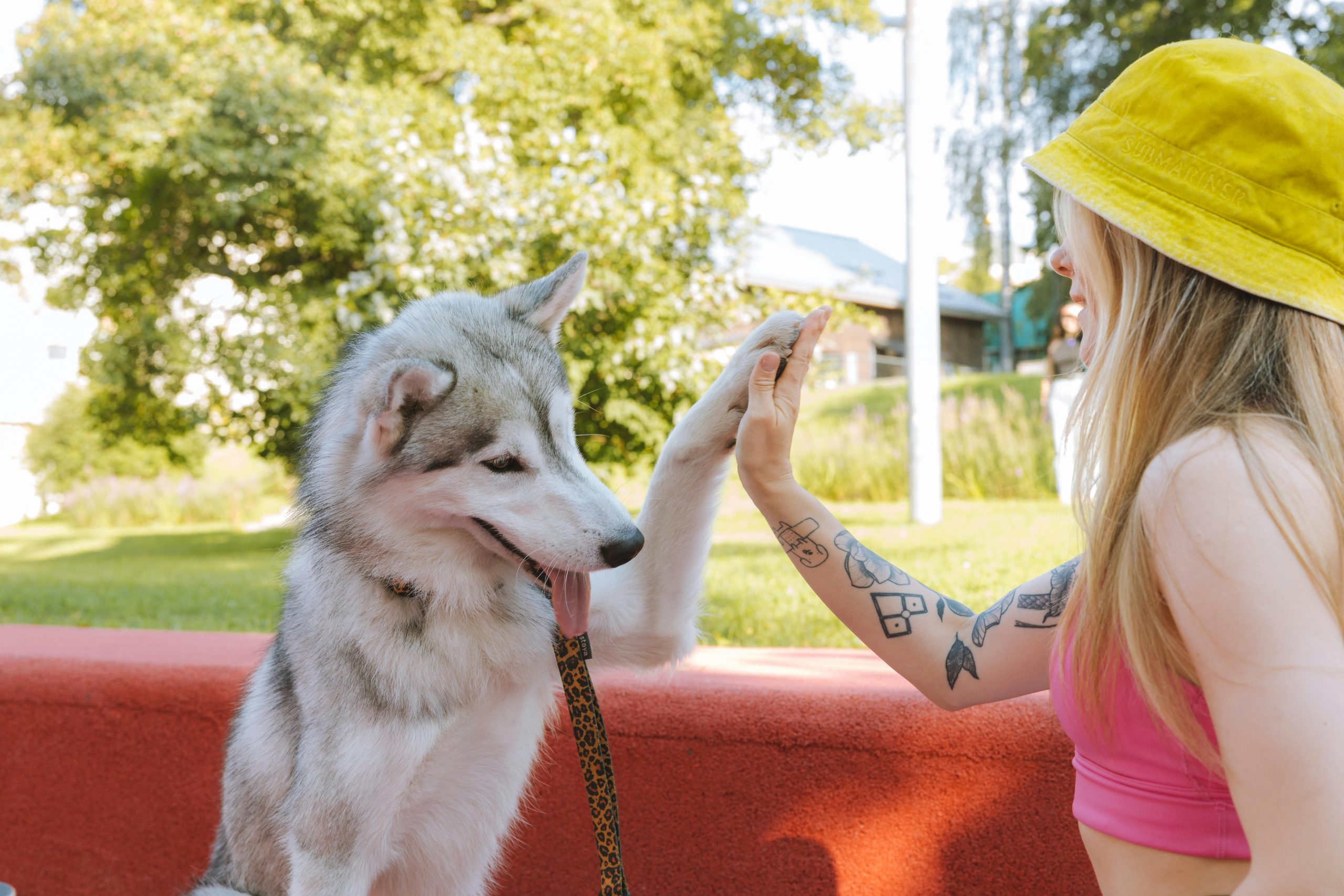 Une femme blonde et son chien husky lors d'un cours d'éducation canine. Apprentissages en méthode positive : marche en laisse, rappel... 