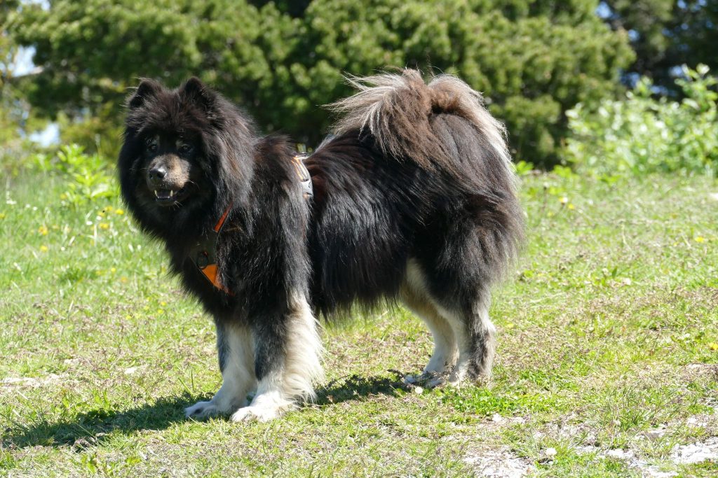 Un chien eurasier debout dans un champ d'herbe