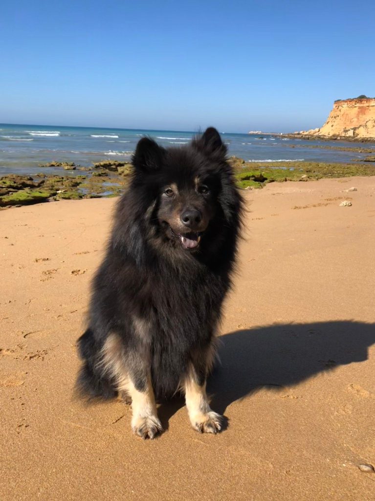 Un chien heureux en promenade à la mer.