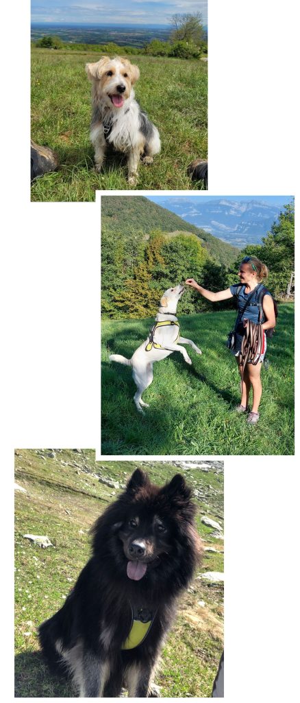 Trois photos : de haut en bas, un petit chien terrier dans un pré ; une jeune femme blonde qui tend une friandise à un chien qui se lève sur ses deux pattes arrière ; un chien eurasier en promenade à la montagne.