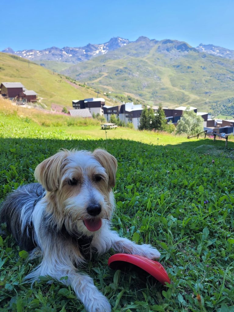 Un petit chien de type terrier couché dans l'herbe avec un frisbee rouge entre ses pattes. En fond, des montagnes et des immeubles d'une station de ski.
