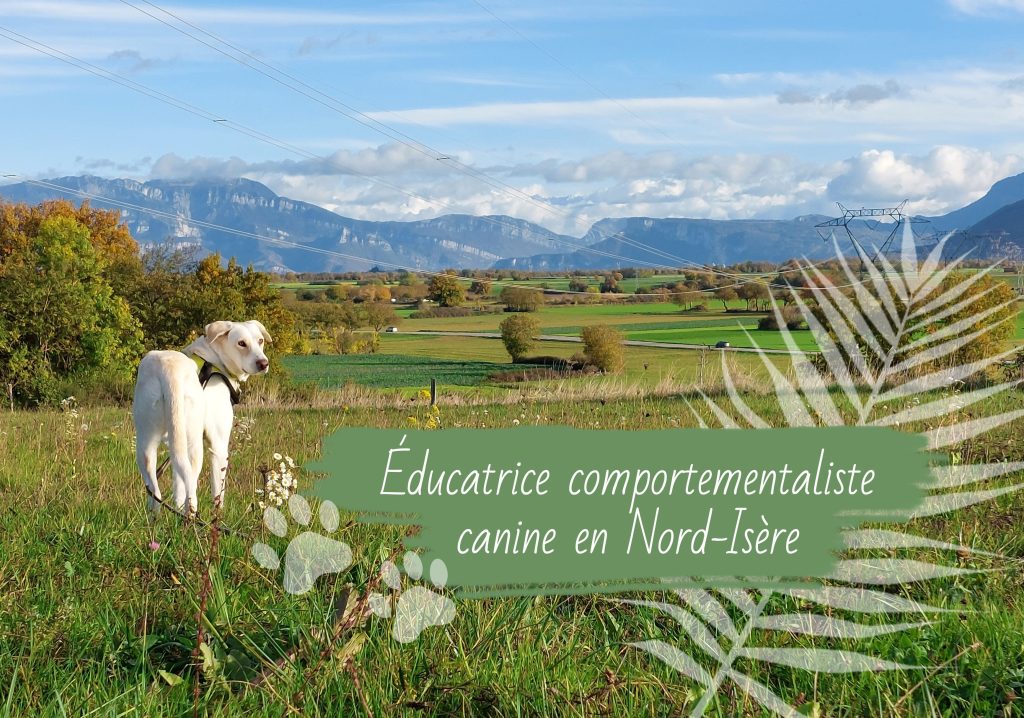 Éducatrice comportementaliste canine en Nord-Isère. Aux alentours de La Frette (38260) : plaine de la Bièvre (La Côte-Saint-André, Saint-Étienne-de-Saint-Geoirs…), le sud des Terres froides (Villages du Lac de Paladru…), Chambarans, Bas-Grésivaudan (Tullins et alentours), Voironnais.