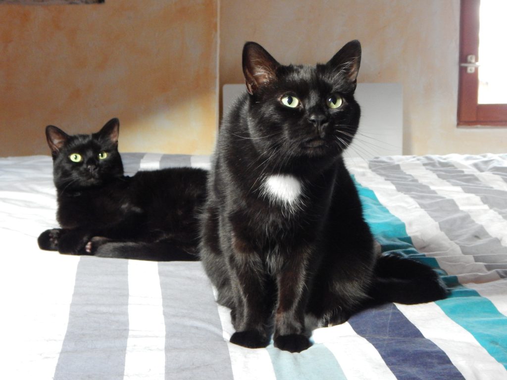 Deux chats noirs aux yeux verts sur un lit, l'un couché, l'autre assis