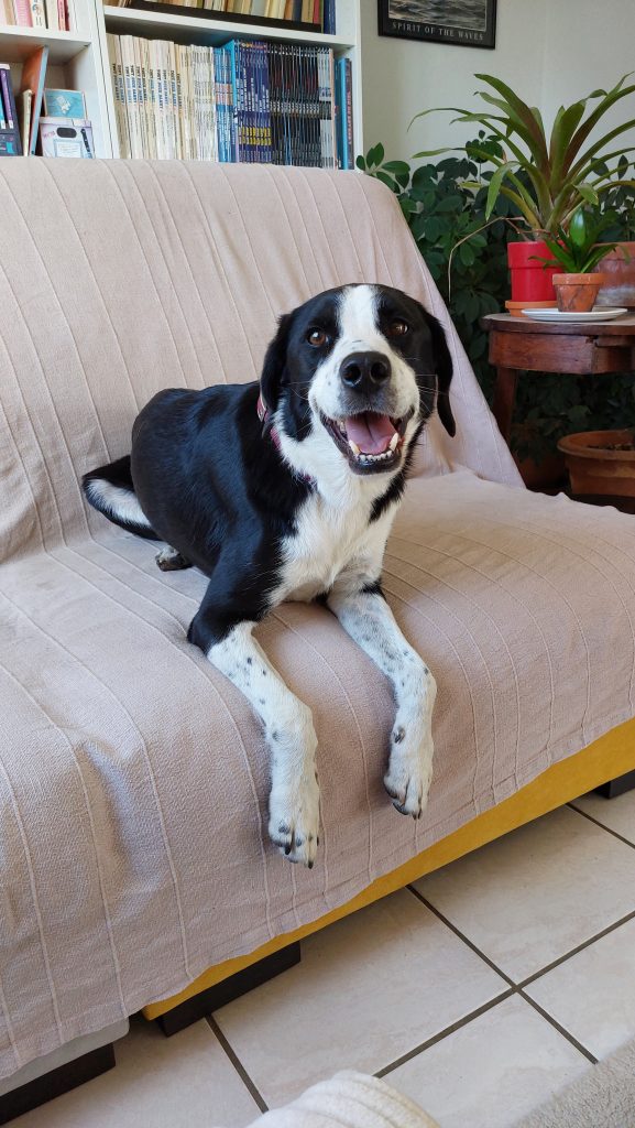 Un chien noir et blanc croisé border collie beagle, tout souriant, couché sur un canapé