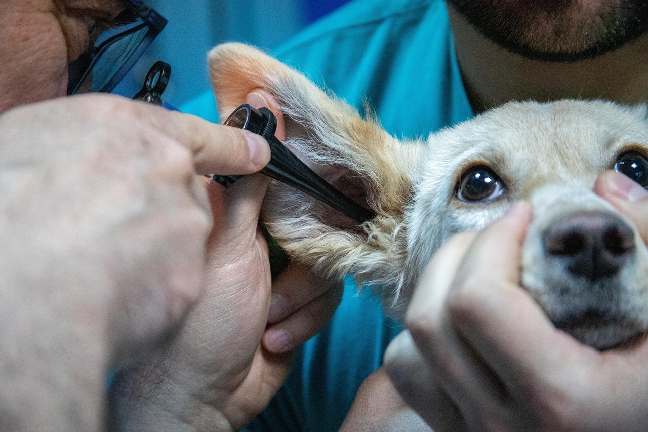 Soins coopératifs chien (entraînement médical). Oreilles, griffes, muselière, brossage, vétérinaire, brosser les dents, vaccin, vermifuge etc.