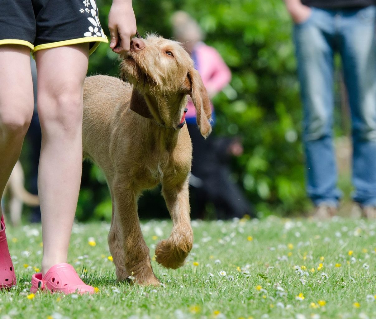 Entraînement chien, cours d'éducation canine méthode positive et bienveillante avec friandises.