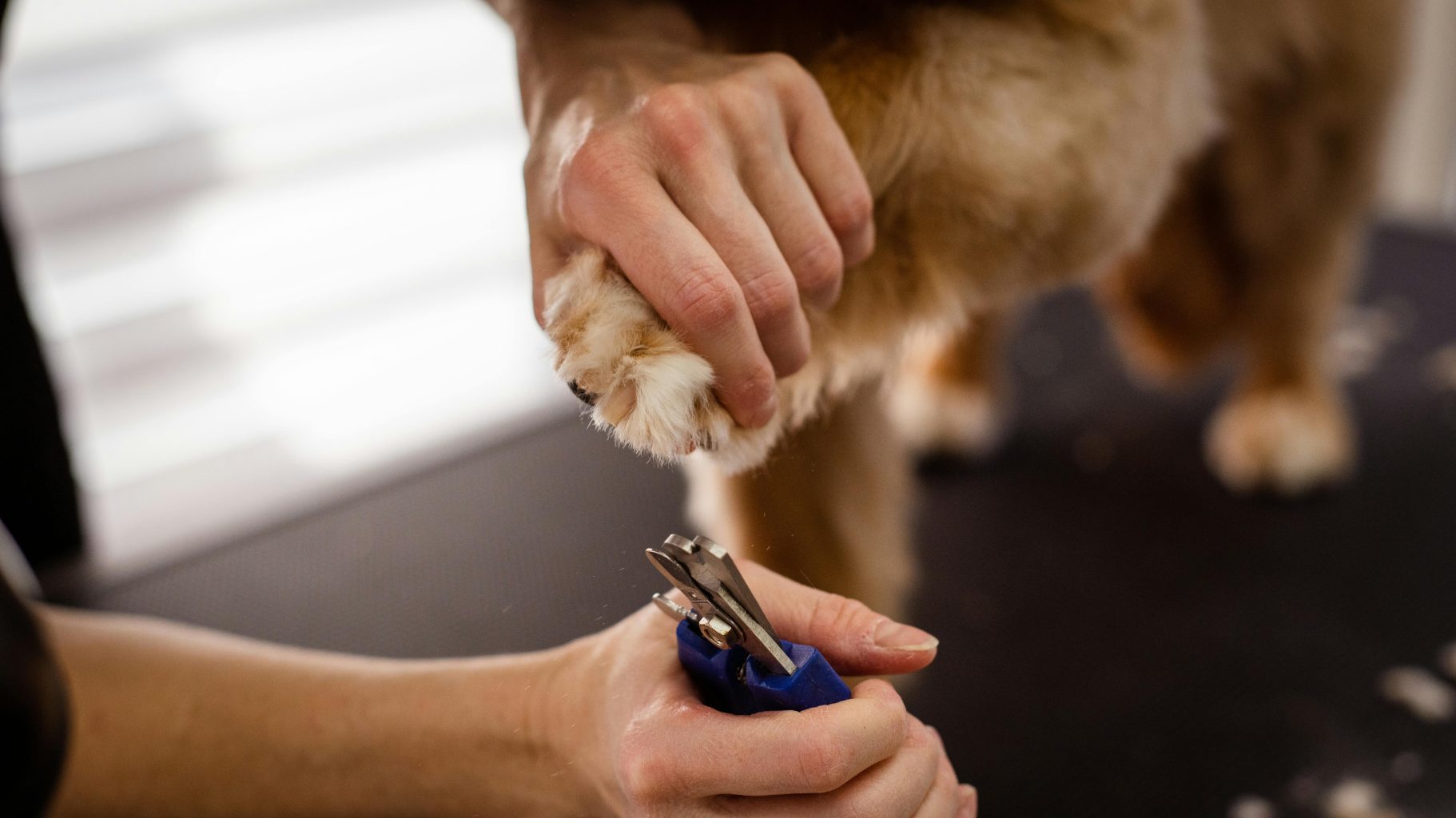 Réaliser une coupe de griffes de son chien ou autre soin avec son consentement et le moins de stress possible.
