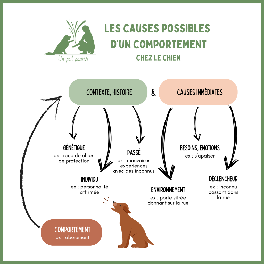 Les causes d'un comportement chez le chien.