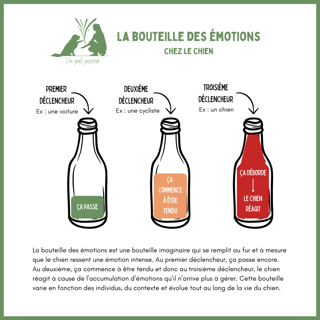 La bouteille des émotions chez le chien réactif.