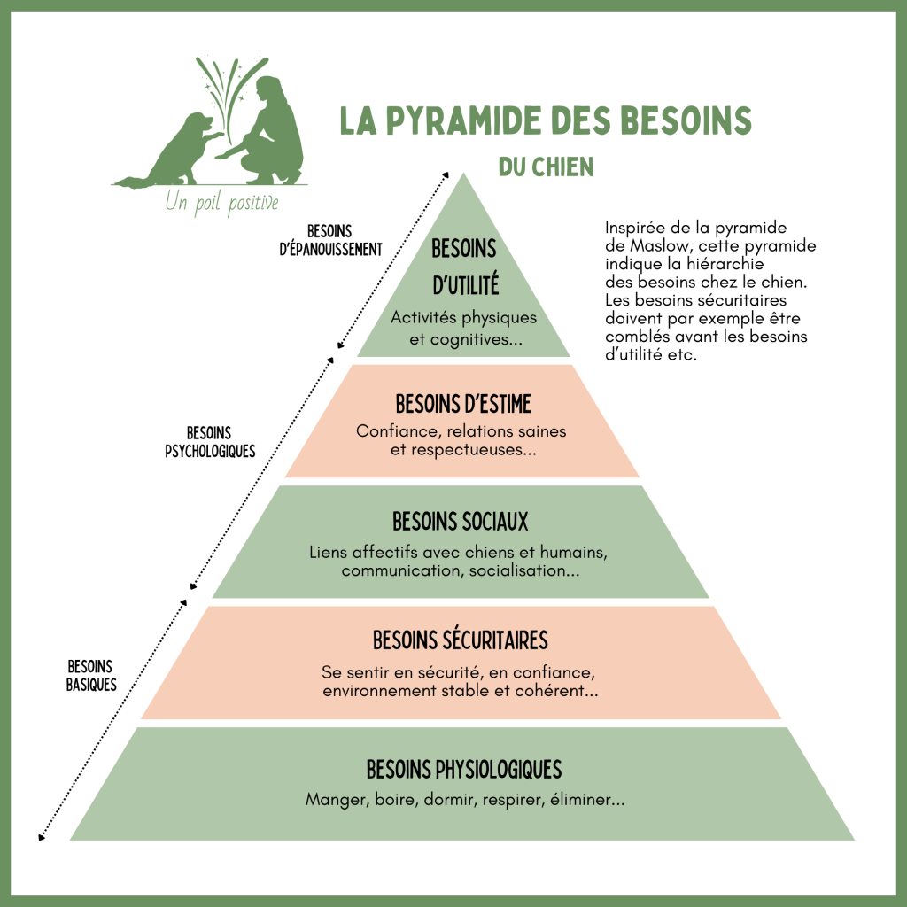 Pyramide des besoins fondamentaux du chien.