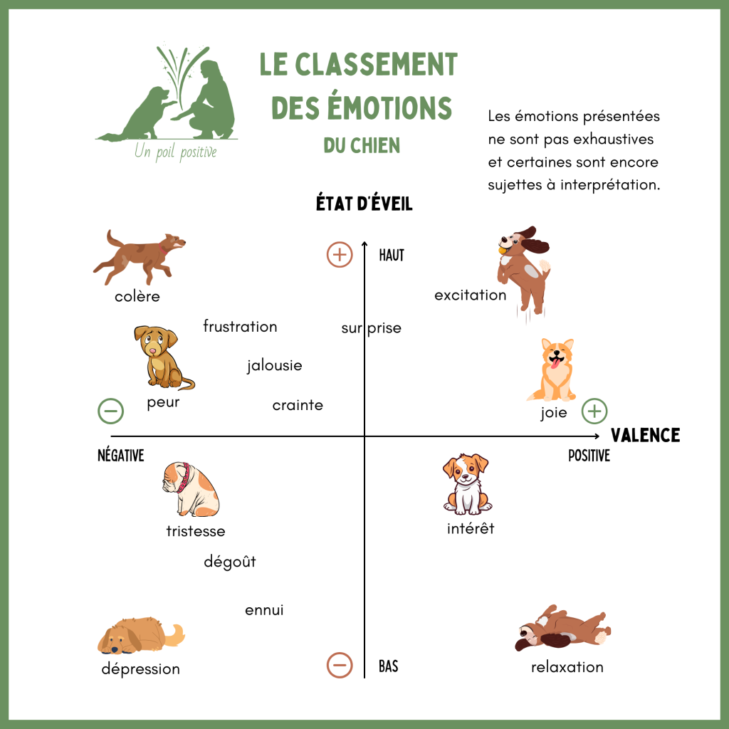 Le classement des émotions du chien.