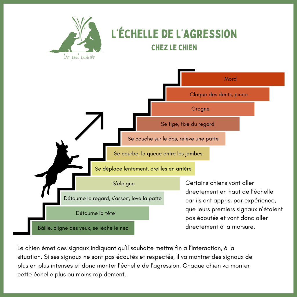 L'échelle de l'agression chez le chien.