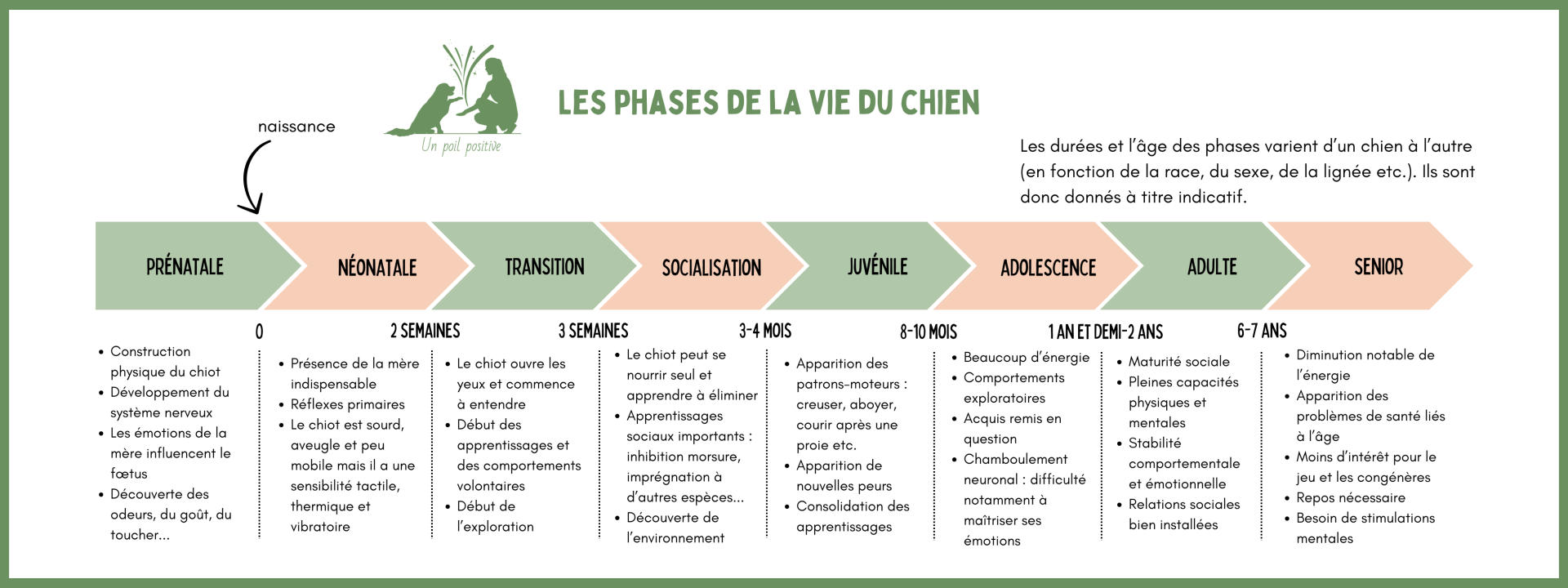Les phases de la vie du chien.