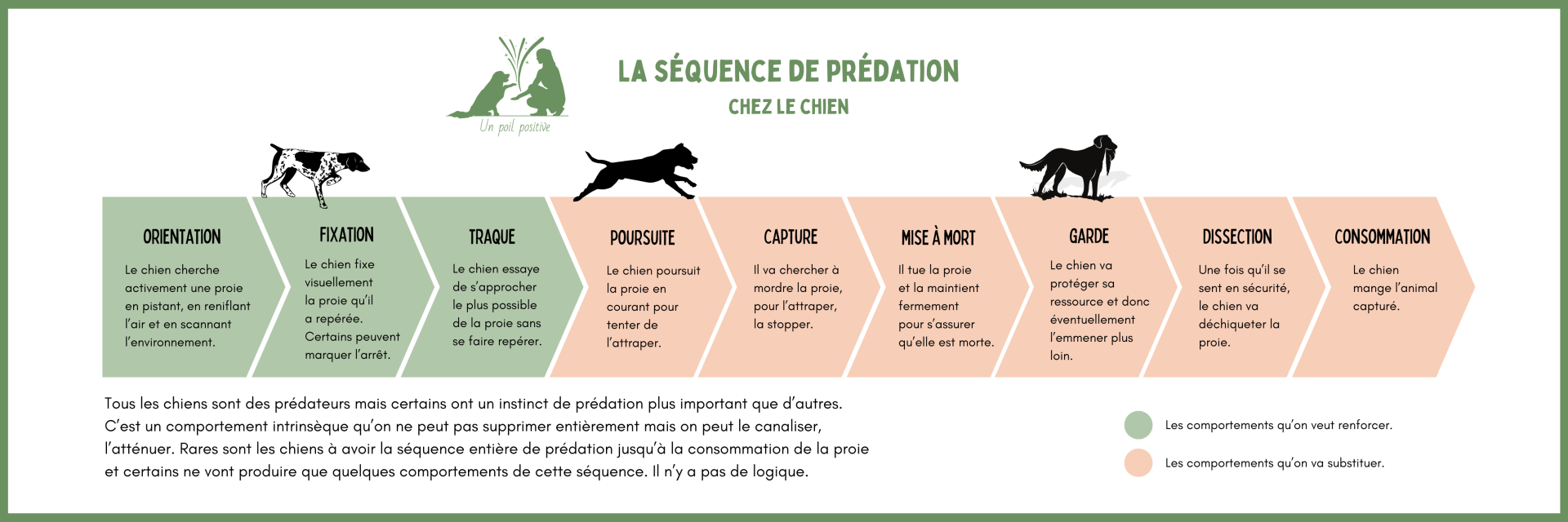 La séquence comportementale de prédation chez le chien.